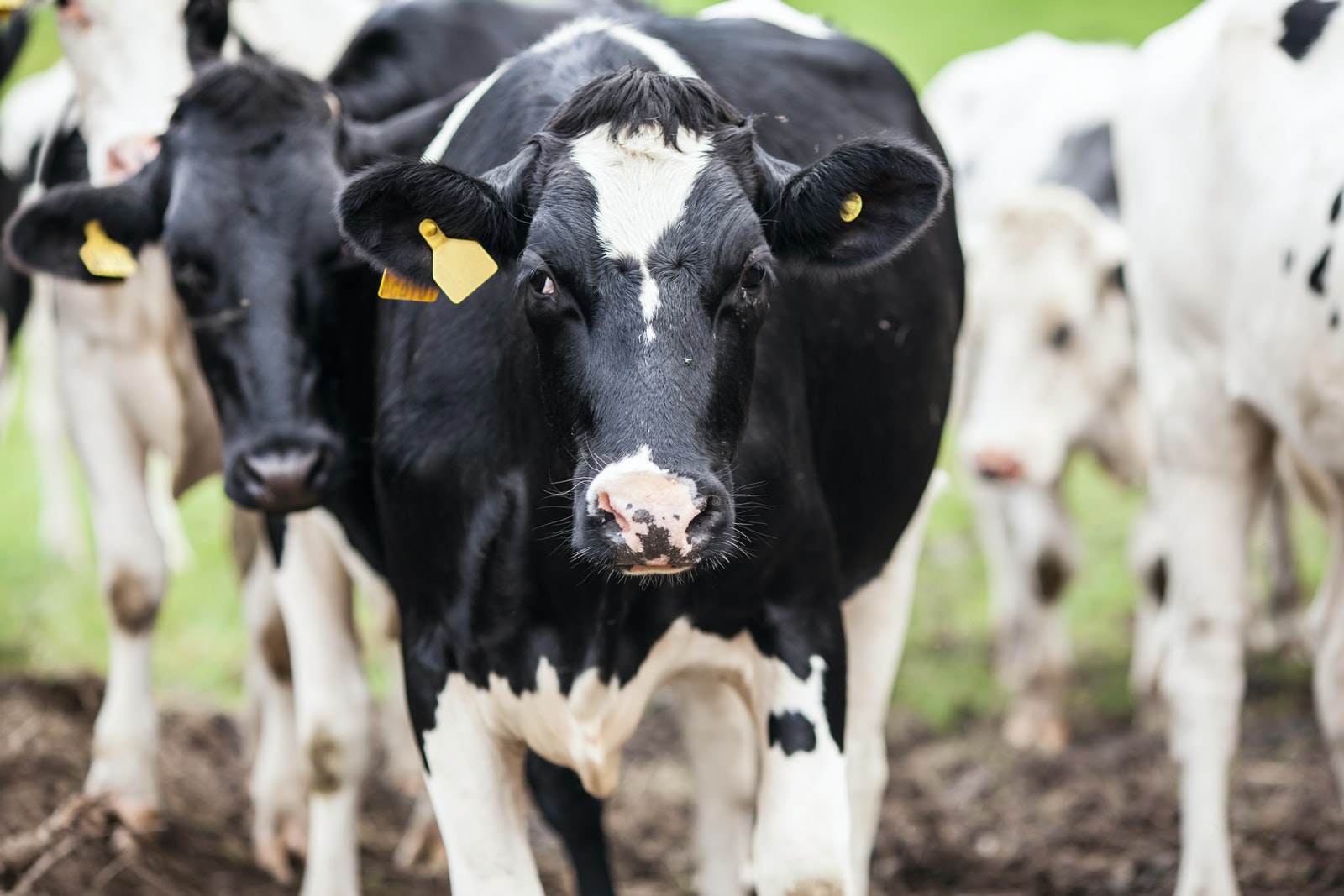 selective focus photography of cow