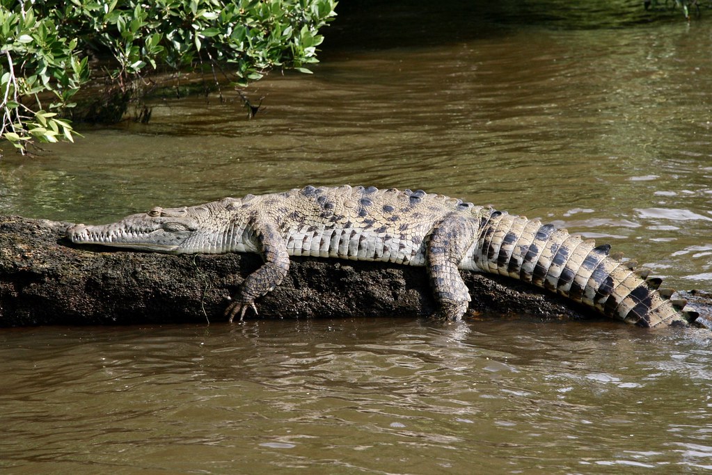 Crocodylus acutus (Crocodylidae) – American crocodile