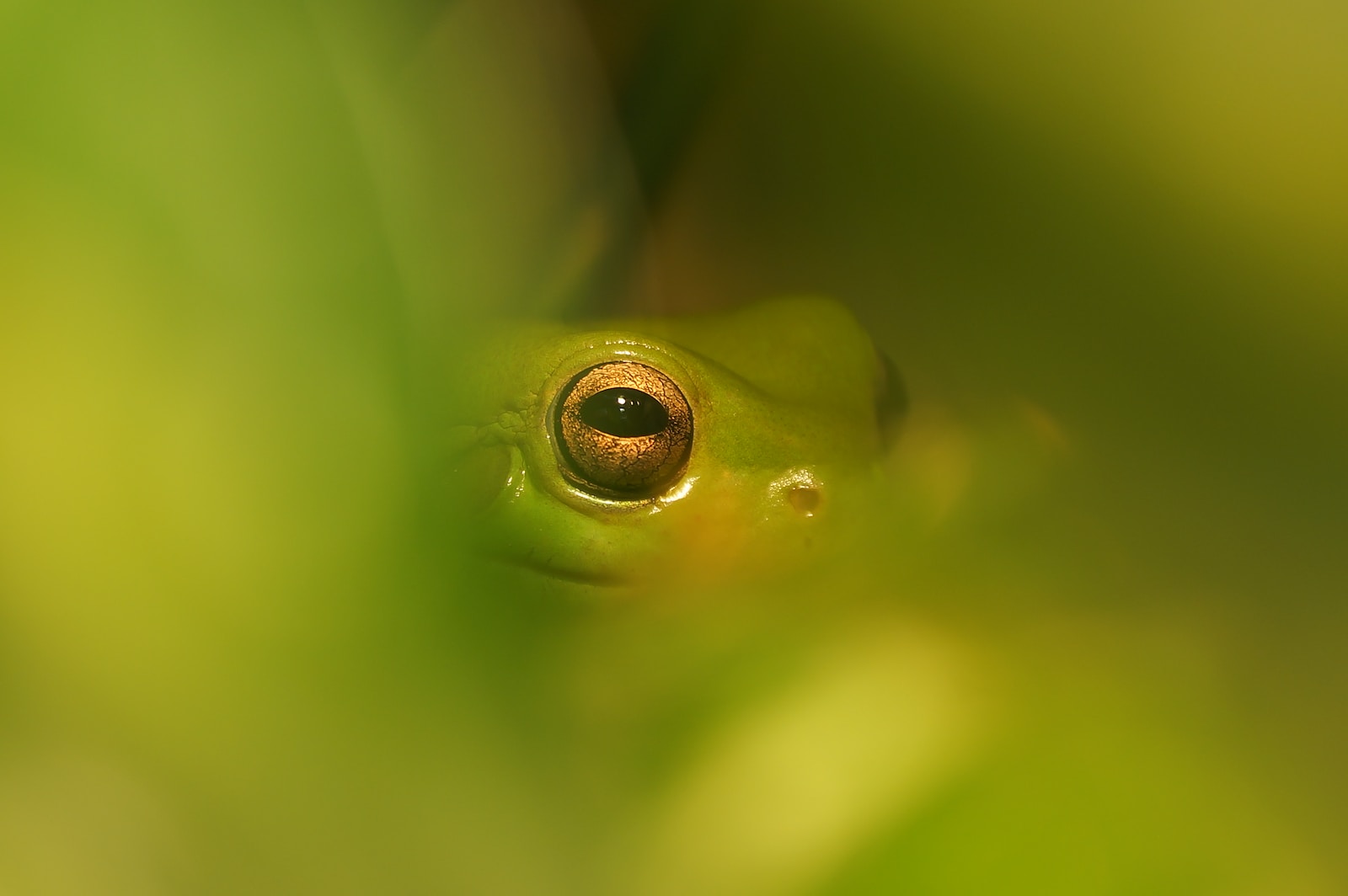 green frog on green leaf