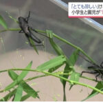 幼い兄妹が公園で「全身真っ黒なバッタ」を10匹以上捕獲 専門家も驚く   ゴルゴム… IMG_9357