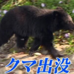 【秋田】クマに襲われたか 住宅敷地内の建物で飼っていた柴犬が死ぬ リード伸び切った状態 体に爪痕のほか付近に足跡や体毛も 大館市 IMG_9428
