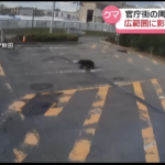 【´・(ェ)・`】ハローワーク秋田にクマ pic 2025-11-14 17.48.53